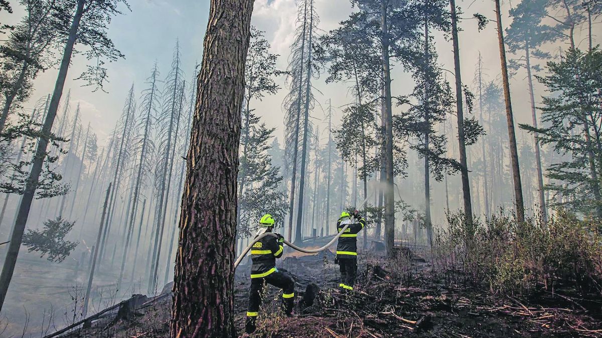 Některé listnaté stromy požár v Českém Švýcarsku přestály, smrky lehly popelem